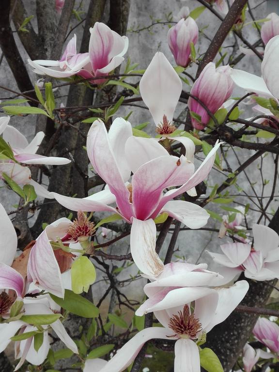 كاشينا La Magnolia Appartamento المظهر الخارجي الصورة